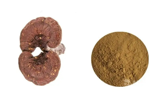 Venta al por mayor de alta calidad 10: 1 polvo de extracto de hongo reishi orgánico