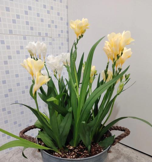 Extracto de Flor de Freesia Refracta 10: 1 Extracto Botánico Concentrado Natural de Freesia en Polvo