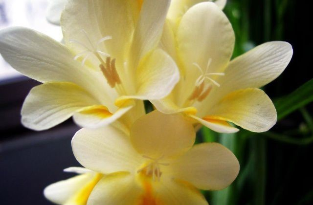 Extracto de Flor de Freesia Refracta 10: 1 Extracto Botánico Concentrado Natural de Freesia en Polvo