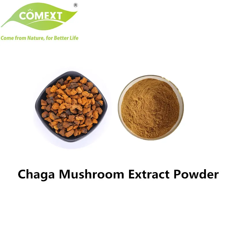 100% Puro Orgánico 10: 1 Extracto en Polvo de Hongo Chaga