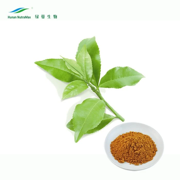 Cantidades a Granel 10%~98% Polifenoles en Polvo Extracto de Hoja de Té Verde a Buen Precio