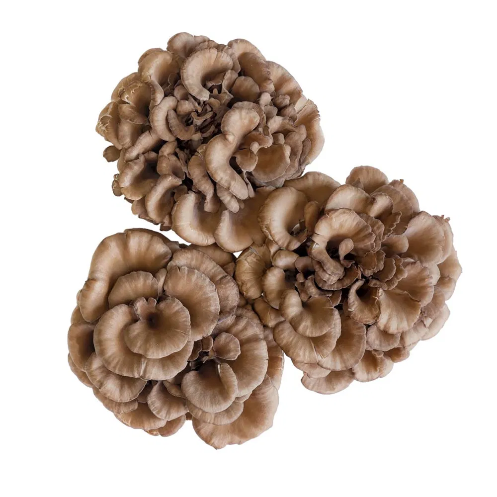 Polvo de Champiñón Maitake Orgánico - Superalimento Premium para la Salud