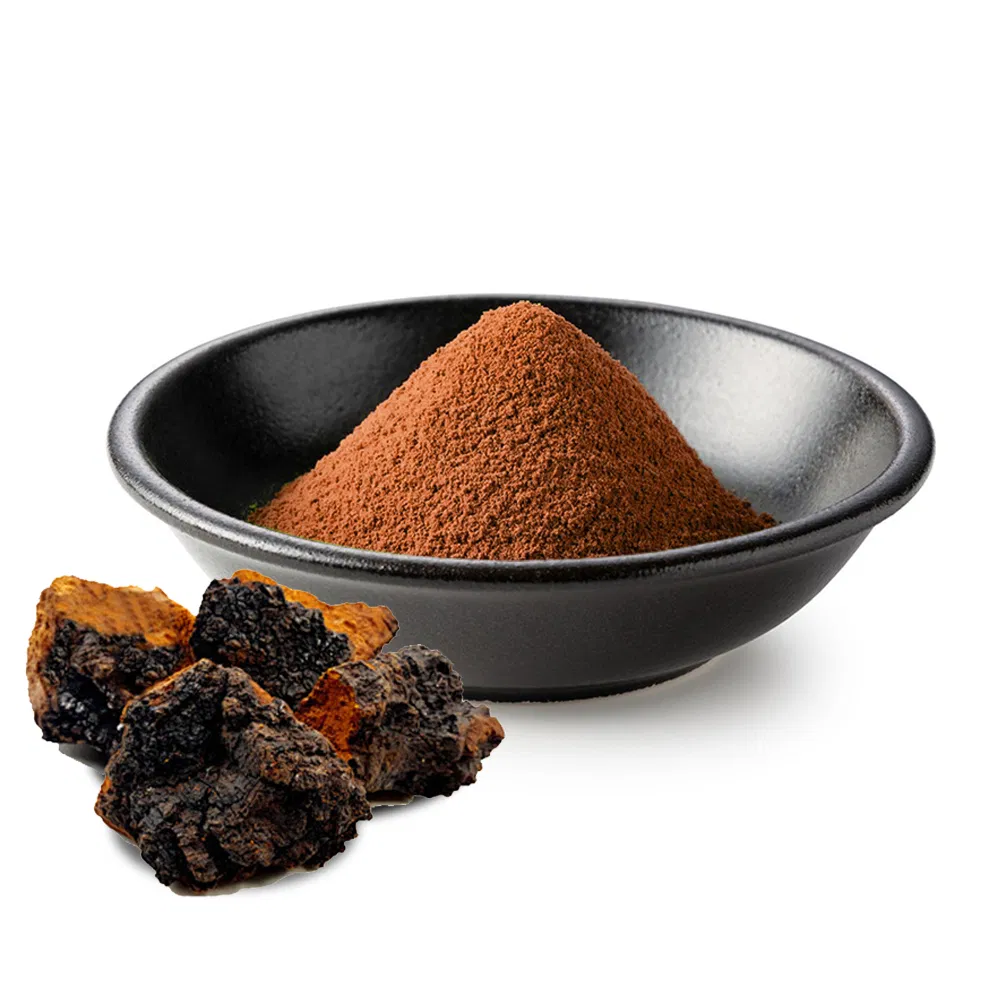 Extracto en polvo de hongo Chaga de grado alimenticio, fuente natural