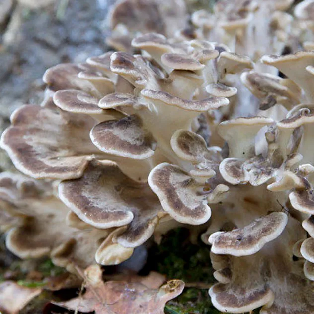 Polvo de Champiñón Maitake Orgánico - Superalimento Premium para la Salud