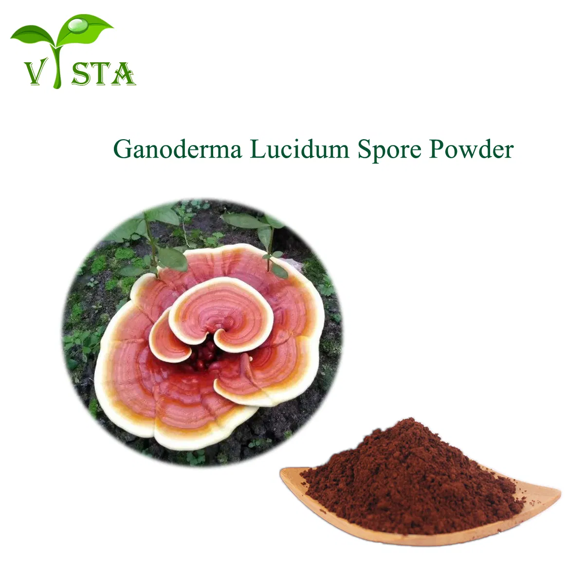 Suplemento de salud Extracto de hierbas Reishi / Ganoderma Lucidum Polvo de esporas de Lingzhi