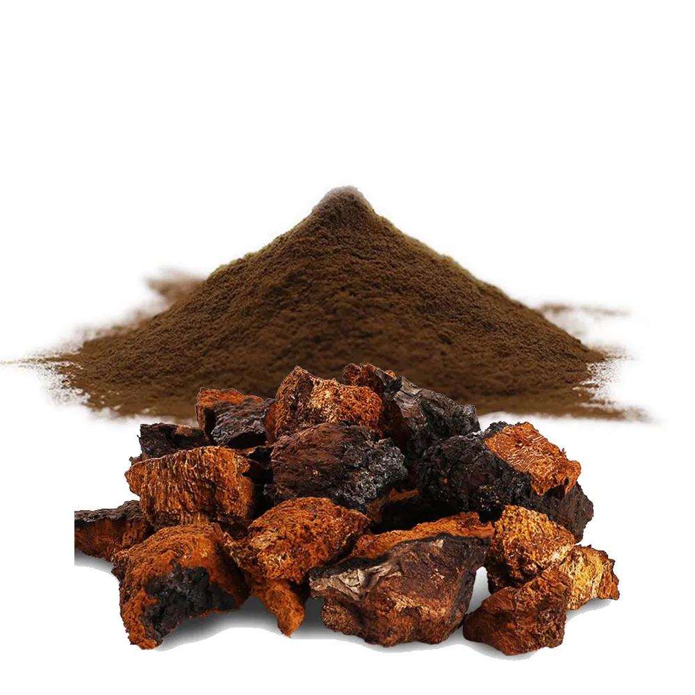 Extracto en polvo de hongo Chaga