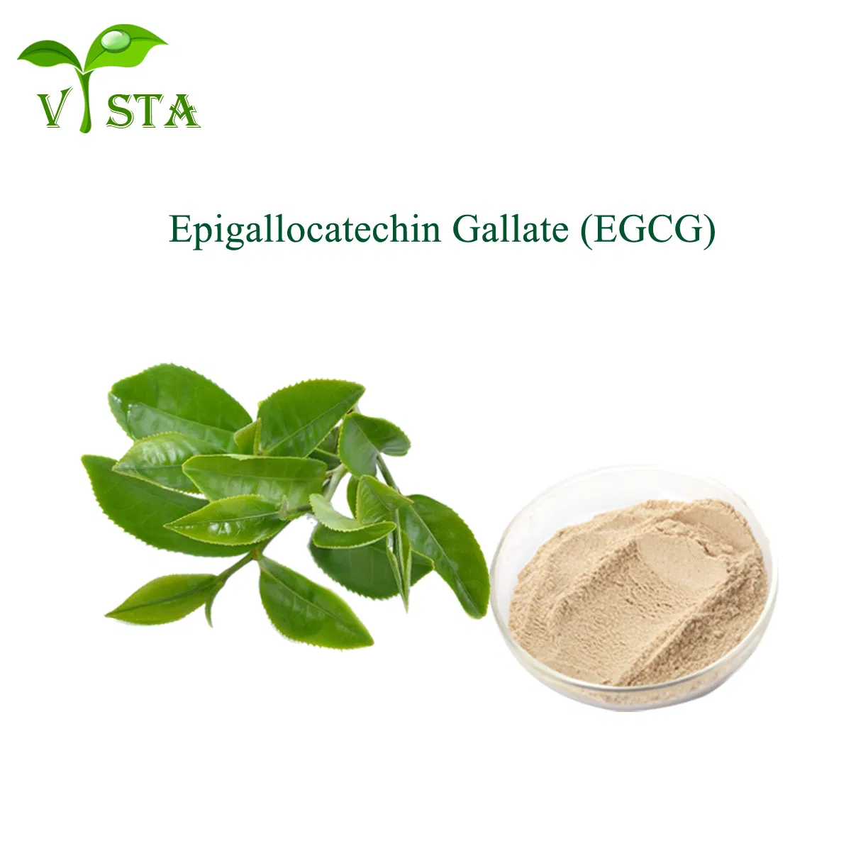 100% Extracto de hoja de té verde en polvo de Epigalocatequina Galato (EGCG) CAS 989-51-5