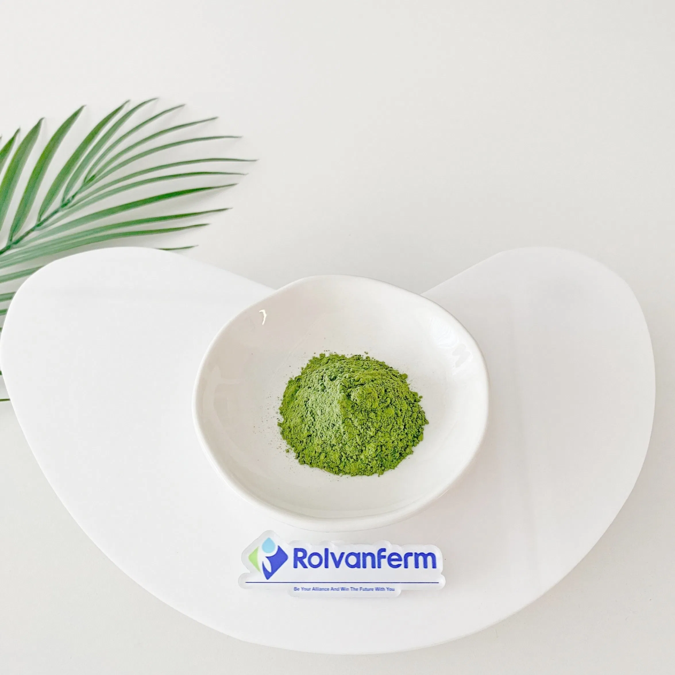 Polvo de hoja de bambú superalimento verde sostenible para coloración natural, proporcionando un sabor terroso y densidad de nutrientes en barras y polvos saludables