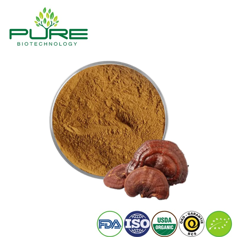 Extracto en polvo de hongo Reishi orgánico para aumentar la energía