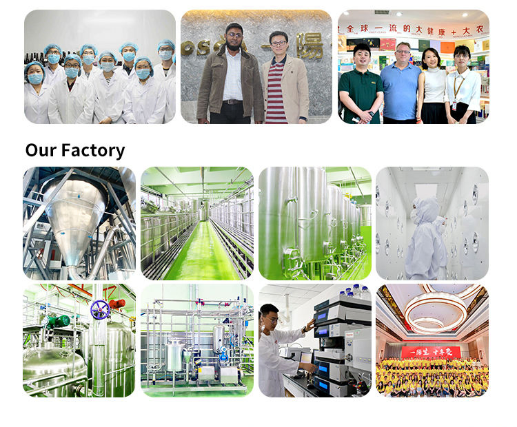 Fabricante de enzimas de grado alimenticio, compuesto de fibra natural para adelgazar, polvo de enzimas de superalimentos de frutas y verduras