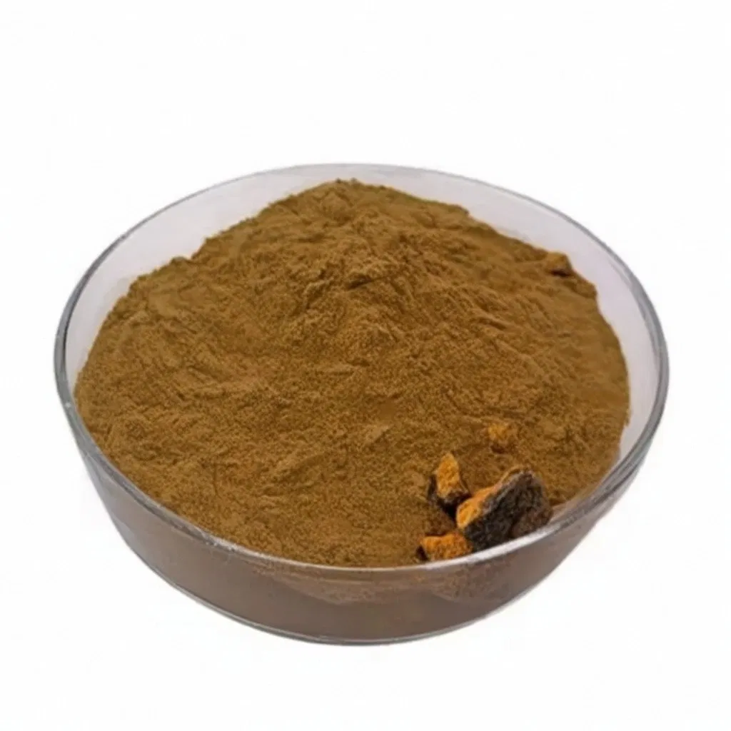 100% Polvo de hongo Chaga natural, polvo de extracto de hongo para uso en alimentos, bebidas y nutracéuticos