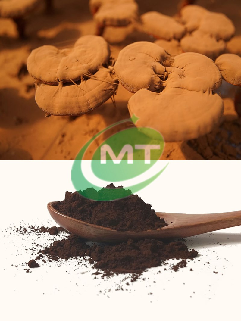Mejor Precio Extracto Natural de Champiñón de Alta Calidad Polvo de Espora Rota de Reishi Polvo de Espora de Reishi