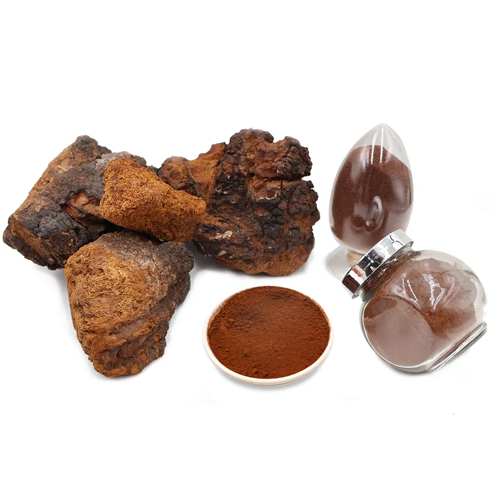 Extracto en polvo de hongo Chaga de grado alimenticio, fuente natural