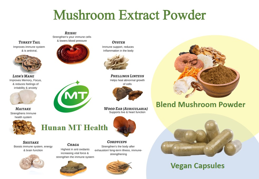 Mejor Precio Extracto Natural de Champiñón de Alta Calidad Polvo de Espora Rota de Reishi Polvo de Espora de Reishi