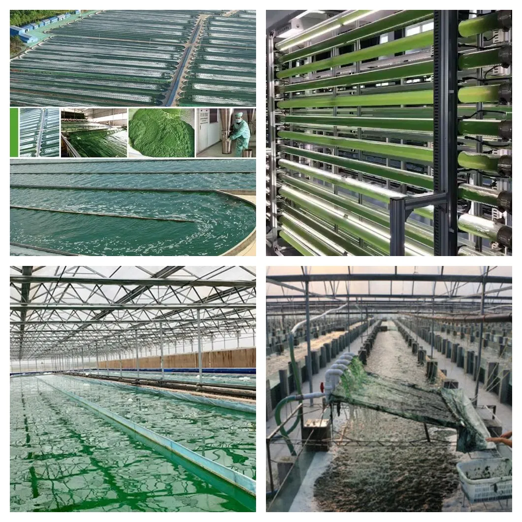Polvo de superalimento de espirulina y chlorella orgánica para el bienestar