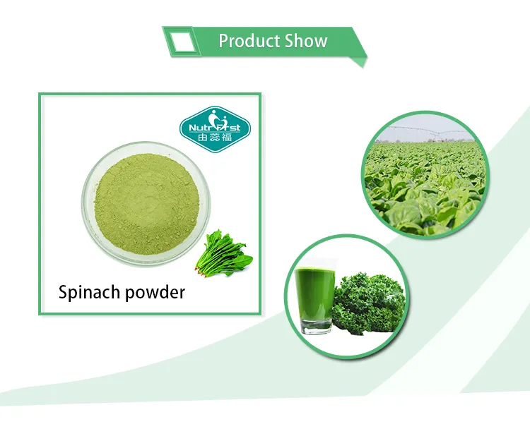 Polvo de espinaca verde deshidratada al aire caliente al por mayor de China