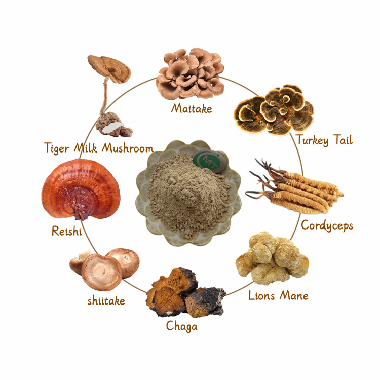Polvo de champiñón superalimento orgánico de alta calidad extracto de champiñón shiitake