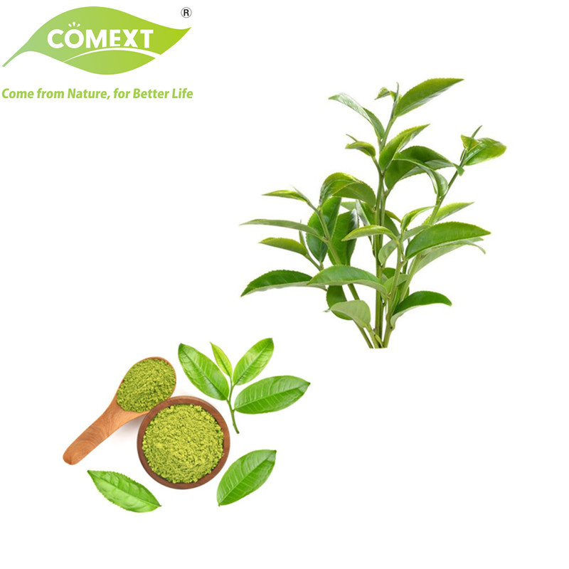 Comext Fabricante Precio Bajo Muestra Gratis Polvo de Té Polvo de Hoja de Té Polifenoles de Té EGCG Extracto de Hoja de Té Verde para Pérdida de Peso Cosméticos Aditivos para Piensos