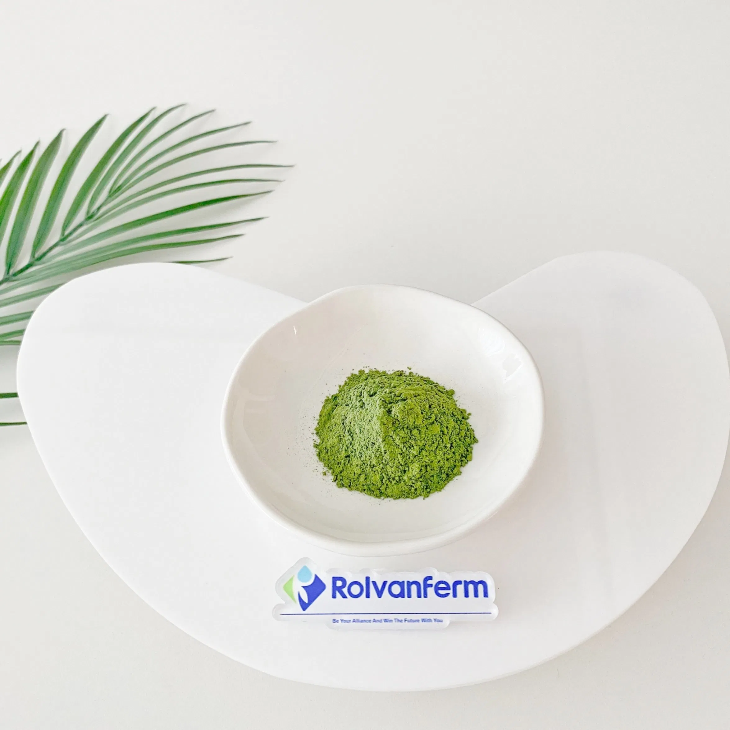 Polvo de hoja de bambú superalimento verde sostenible para coloración natural, proporcionando un sabor terroso y densidad de nutrientes en barras y polvos saludables