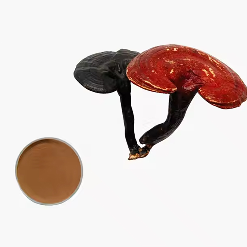 Venta al por mayor de alta calidad 10: 1 polvo de extracto de hongo reishi orgánico