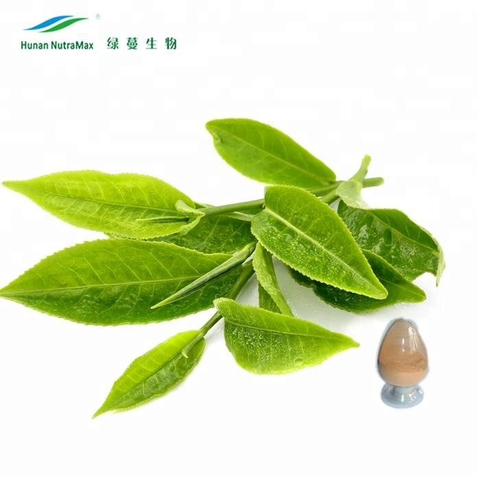 Cantidades a Granel 10%~98% Polifenoles en Polvo Extracto de Hoja de Té Verde a Buen Precio