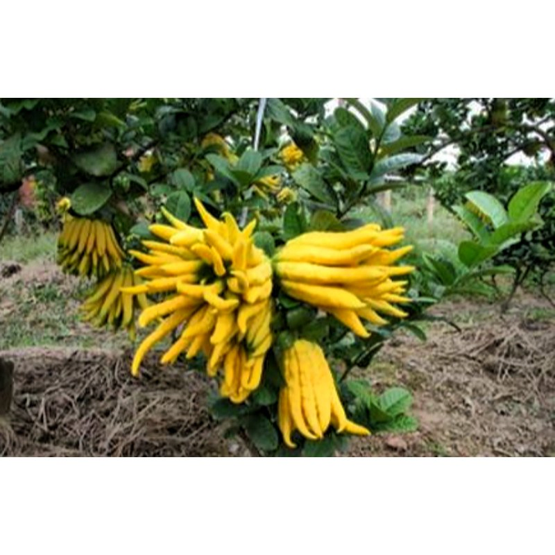 100% Extracto en polvo de fruta de cidra pura y natural, extracto de bergamota