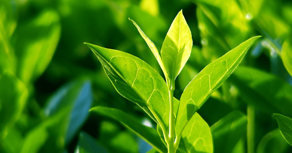 Polvo de EGCG 98% de hoja de té verde Camellia Sinensis extracto herbal Caffeine<0.1%