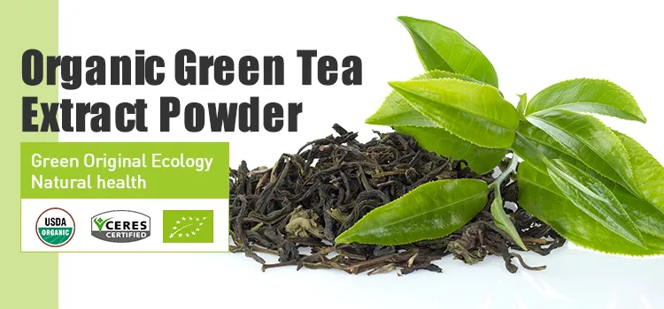 Extracto de té verde orgánico de alta pureza, extracto de hoja de té herbal de grado alimenticio