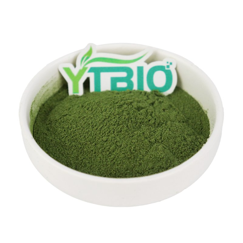 Polvo de col rizada liofilizada de alta calidad para suplemento de superalimento