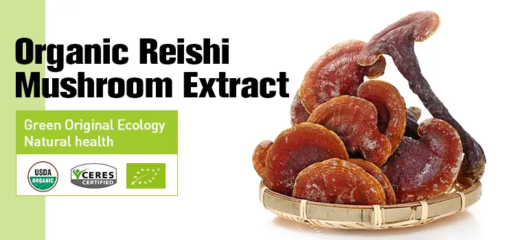Polvo de hongo reishi de alta calidad extracto de Ganoderma lucidum para el cuidado de la salud