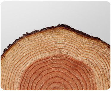 50+ Years Cedar Wood