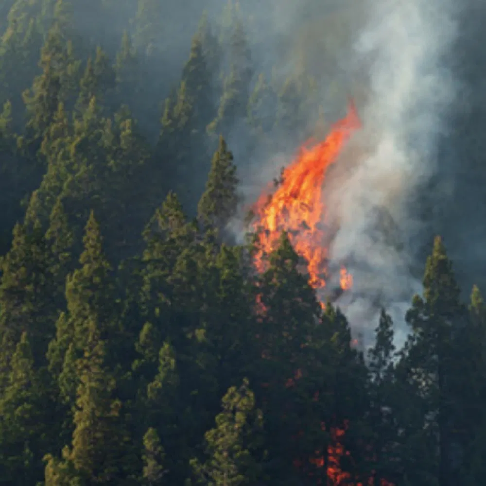 Forest Fire Prevention