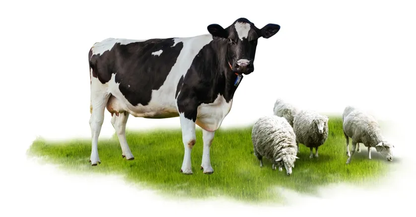 Exporter and Manufacturer