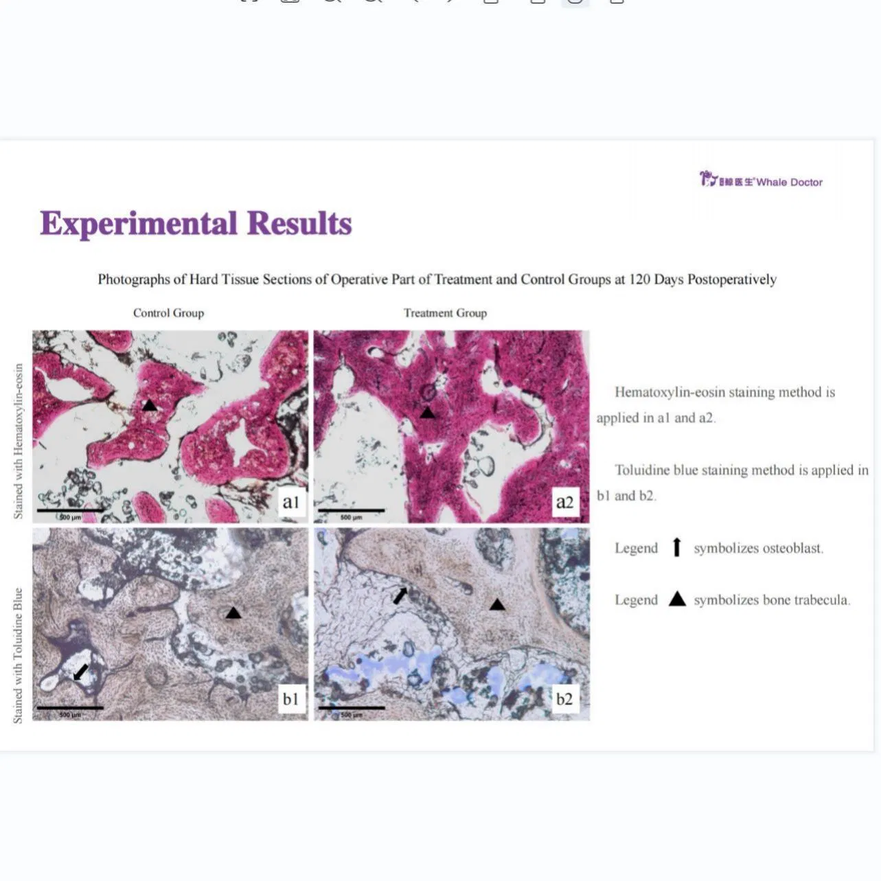 High-Quality Pet Dental Tools with Safety Grip for Efficient Use Veterinary Instruments