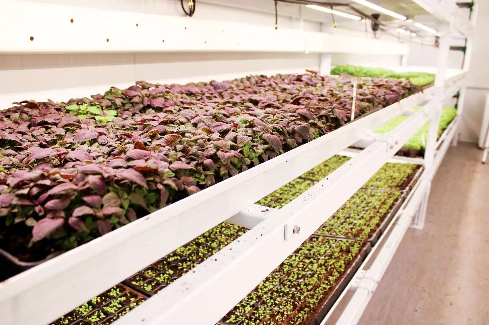 Automated Tidal Flow Hydroponic System with Adjustable Shelves