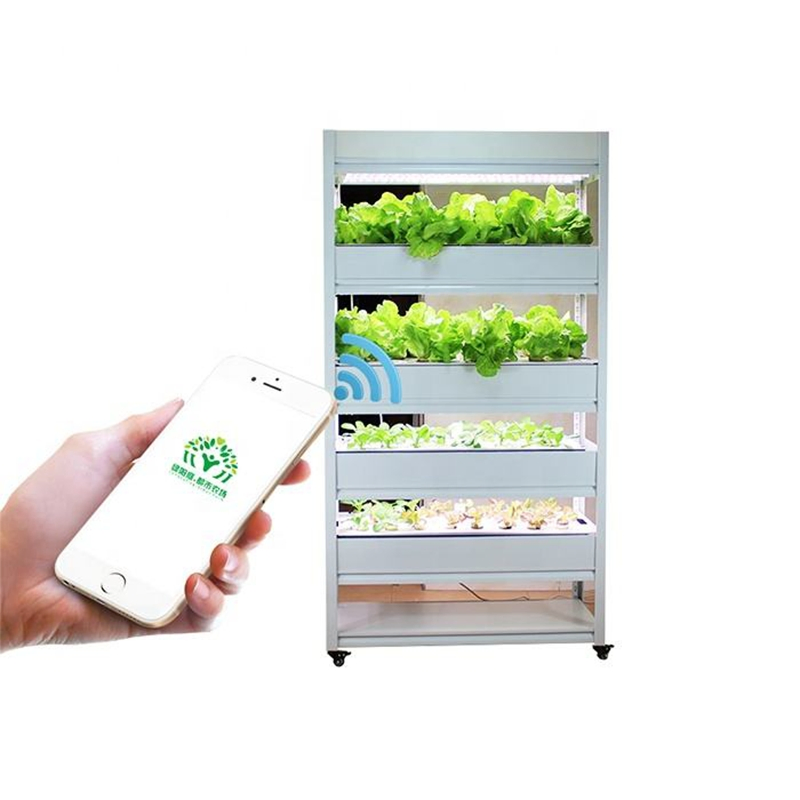 Multi Layer Indoor Hydroponic Shelf System for Home Lettuce and Herb Growing