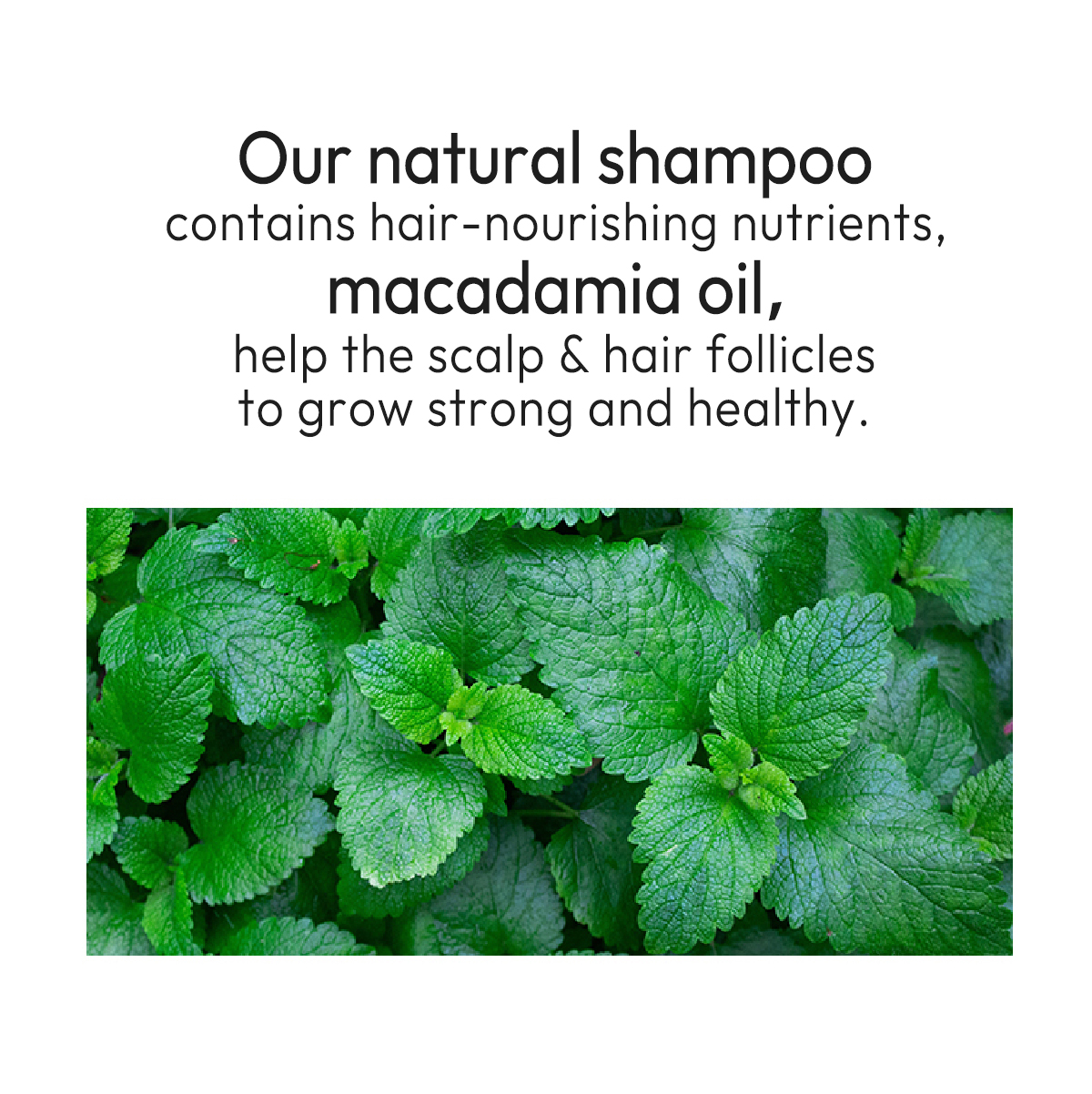 Free Samples Mint Scalp Nourishing Shampoo Deep Cleansing Shampoo Bulk