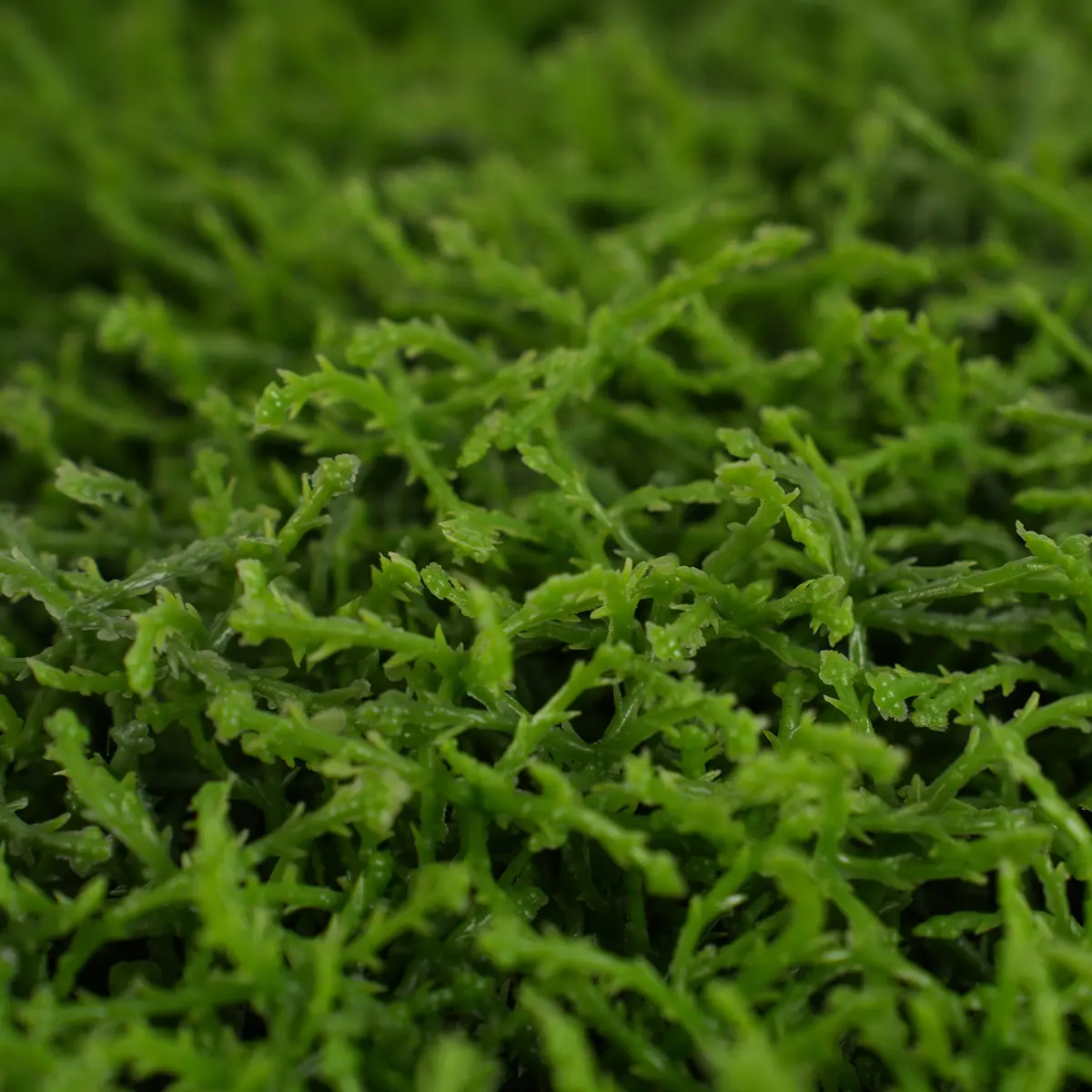 China UV Protective 62*62cm Boxwood Grass Fence Mat Panels Anti-UV Artificial Foliage for Garden Ornaments Decor Green Wall Decorative Manufacturer, Manufacturers