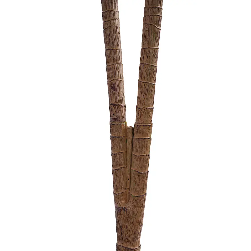 Dracaena marginata product advantages