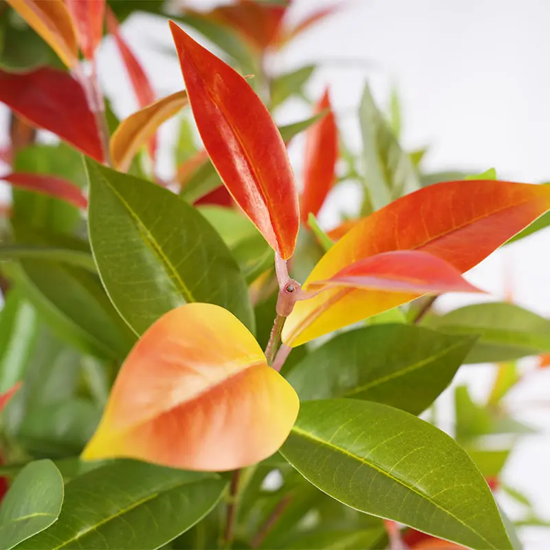 Artificial Plant Detail 1