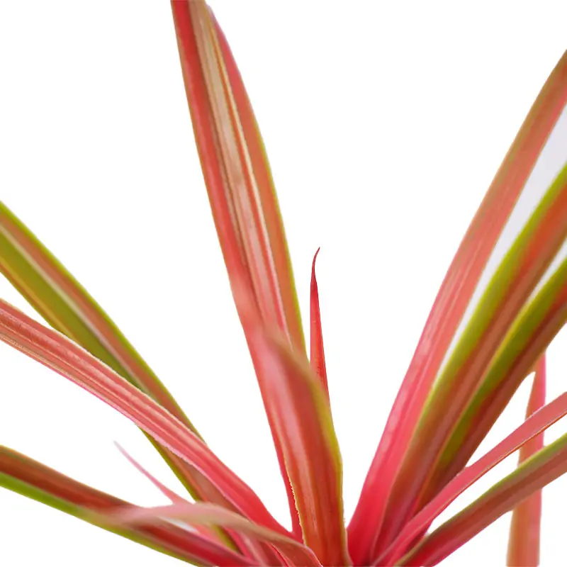 China H60cm Artificial Dracaena Plant Red Green 2 Stems 30 Leaves Potted Faux Greenery for Indoor Decor Living Room Floor Deco Manufacturer, Factories