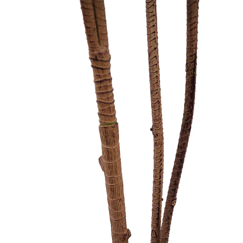 Dracaena marginata view 2