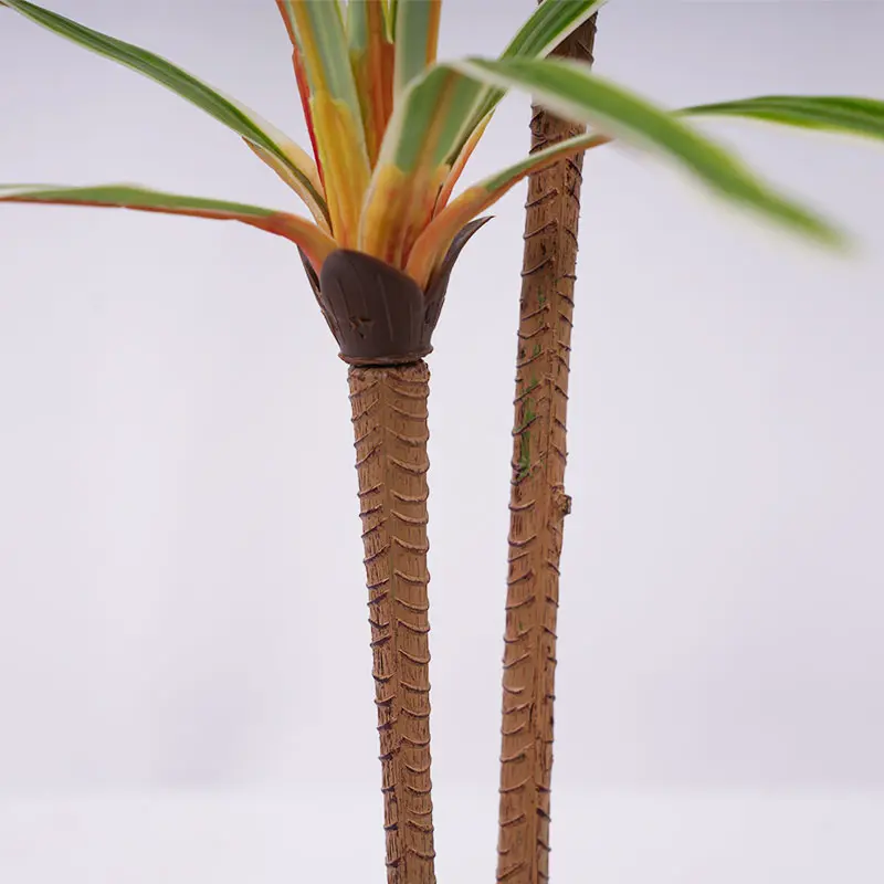 Dracaena marginata 2