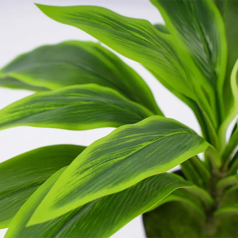 China  Factory made H50cm Cordyline fruticosa leaves in pot Green Indoor and outdoor decoration Manufacturer, Manufacturers