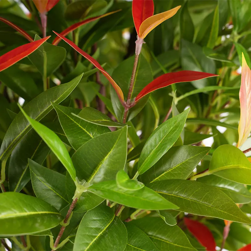 Wholesale 185cm Red Green Artificial Potted Plants Detachable Simulation for Home Office and Garden Decoration