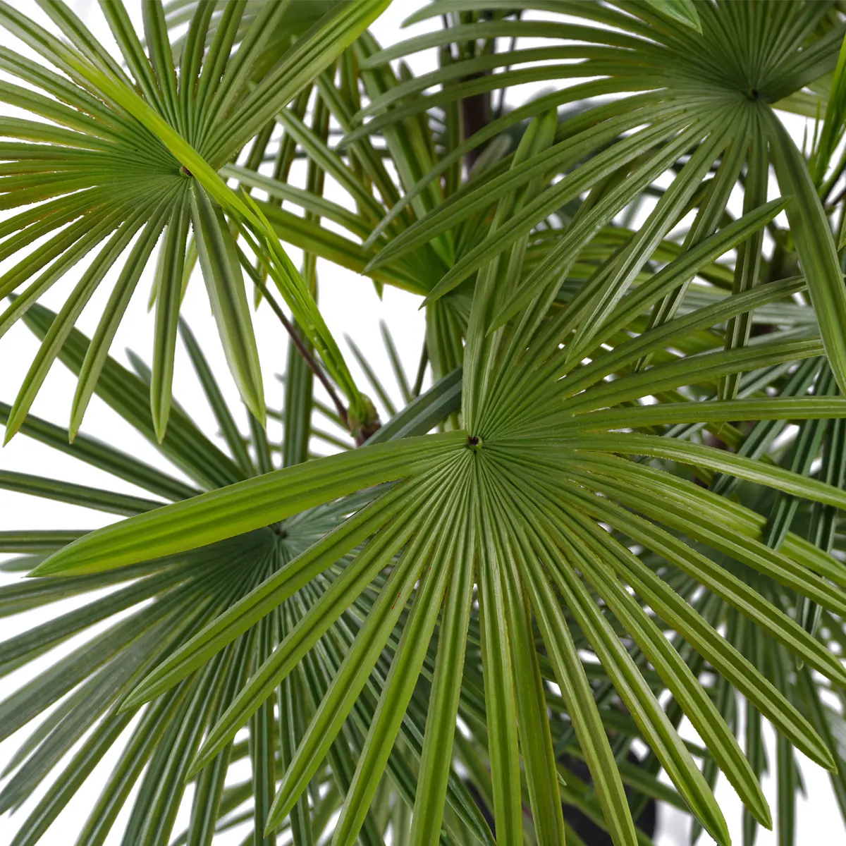 China Hot Selling Beautiful Bonsai Tree Indoor and Outdoor Artificial Kwai Plastic Plant for Home or Garden Manufacturers, Suppliers