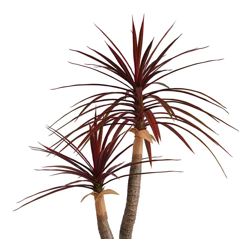 Red Green Dracaena Details