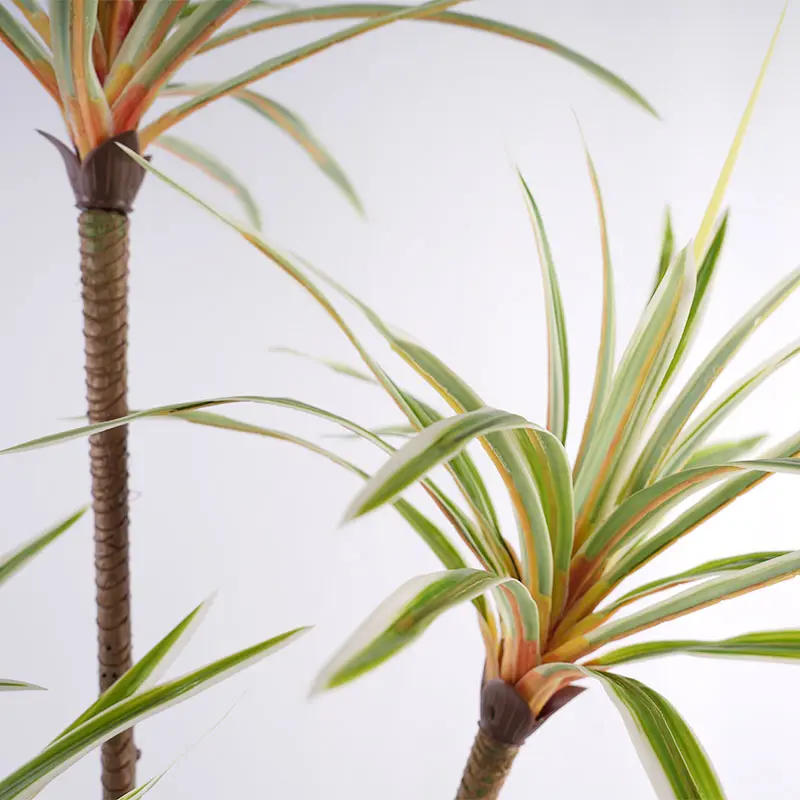 Dracaena marginata potted plant
