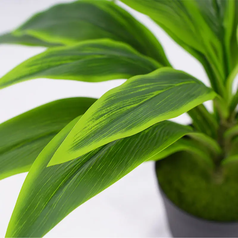 Green Cordyline Potted Plant Close Up