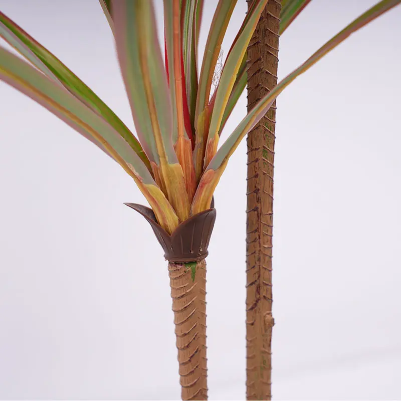 Dracaena marginata detailing